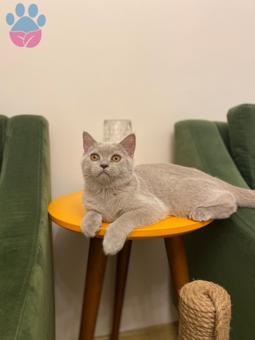 British Shorthair Oğlumuz Alex&#8217;e Dişi Arıyoruz