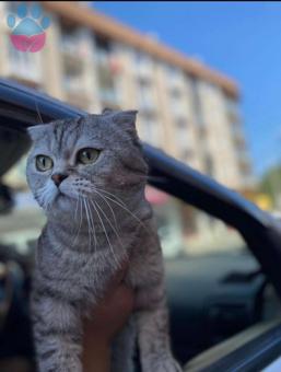 Scottish Fold 3 Yaşında Oğluma Eş Arıyorum