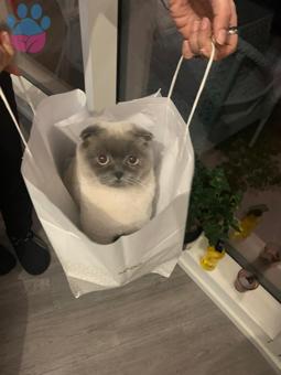 Scottish Blue Fold Erkeğimize Dişi British Kedi Arıyoruz:)