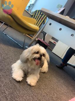 Shih Tzu Cinsi Oğluma Eş Arıyorum