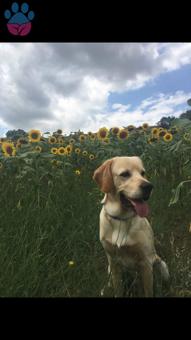 Golden Retriever 1 Yaşındaki Oğluma Eş Arıyorum