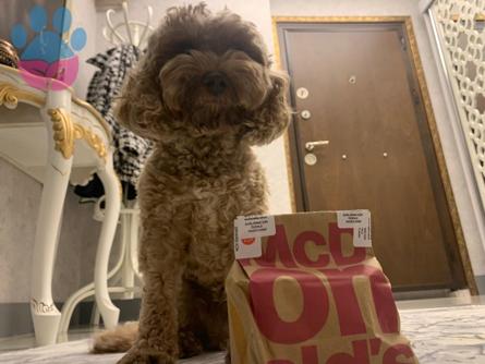 Toy Poodle 4 Yaşındaki Oğluma Eş Arıyorum