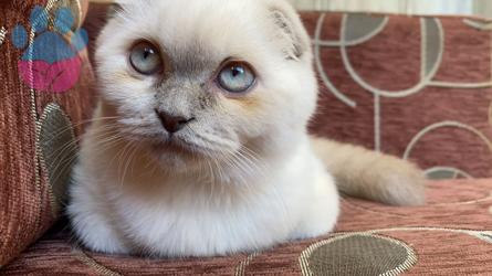 Scottish Fold Oğlumuza Eş Aranıyor 1 Yaşında