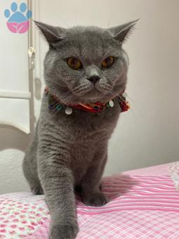 British Shorthair Oğlumuza Eş Arıyoruz