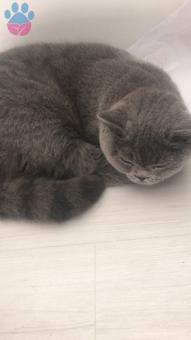 British Shorthair Bihter Behlül’ünü Arıyor