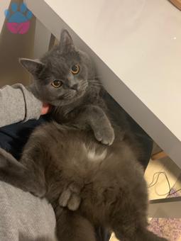 1 Yaşında Erkek British Shorthair Oğlumuza Eş Arıyoruz