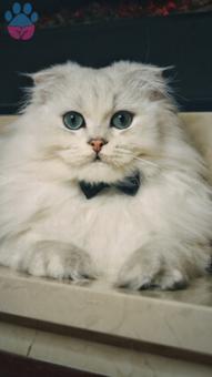 Scottish Fold Longhair Oğlumuza Eş Arıyoruz