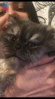 Chinchilla Kedime Eş Arıyorum