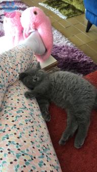 British Shorthair Kedime Erkek Eş Arıyorum