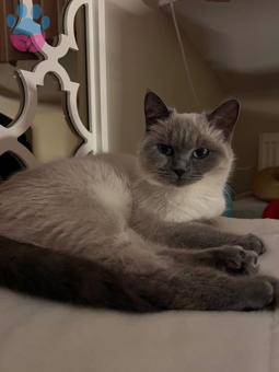 British Shorthair Bluepoint Kedime Eş Arıyorum