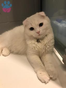 Scottish Fold Cinsi Kedime Eş Arıyorum Şuan Kızgınlıkta Değil