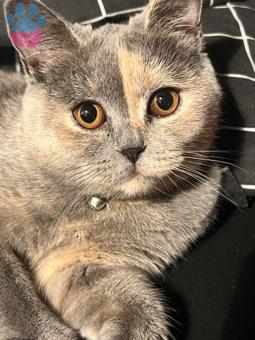 British Shorthair Kızıma Eş Arıyorum 11 Aylık