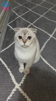 Scottish Fold Oğlum Paşa Eş Arıyor