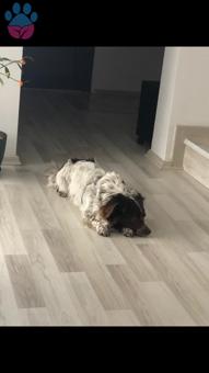 Rus Spaniel ve Terrier Kırması