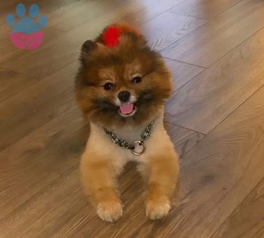 Pomeranian Boo 3 Yaşında Rusky Eş Arıyor