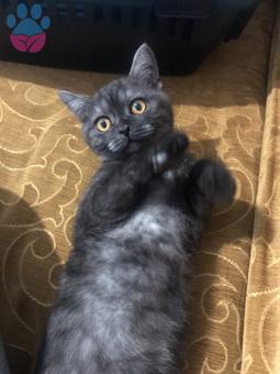 British Shorthair Erkek Kedim İçin Eş Arıyorum