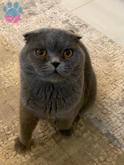 British Shorthair Eş Arıyoruz