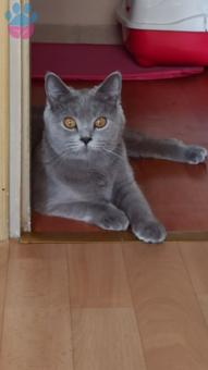 Scottish Fold Güzel Kızımıza Eş Arıyoruz