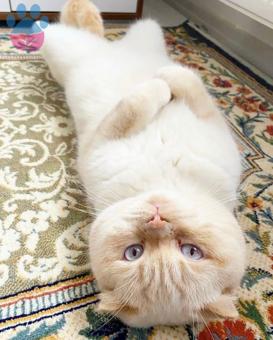 2 Yaşında Scottish Fold Oğlumuza Eş Arıyoruz