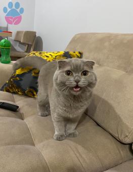 Scottish Fold Cinsi Kedimize Eş Arıyoruz