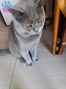 British Shorthair Oğlumuz Rio&#8217;ya Eş Arıyoruz