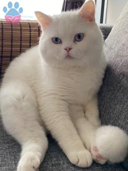 British Shorthair Ghost Oğluma Eş Arıyorum