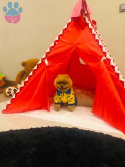 Pomeranian Boo Oğluma Dişi Eş Arıyorum