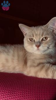 British Shorthair Erkek Kedime Eş Arıyorum