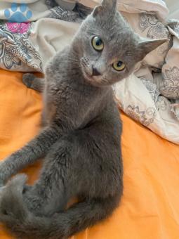 Russian Blue Kızım Mişa Eş Arıyor