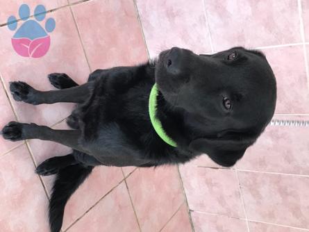 Antalya&#8217;da Labrador Cinsi Köpeğime Eş Arıyorum