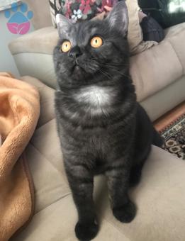 British Shorthair Şero 7 Aylık Eş Arıyor