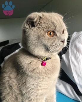 Scottish Fold Kızıma Eş Arıyorum