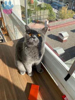 British Shorthair Yakışıklı Oğluma Eş Arıyoruz