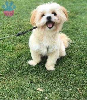 Shih Tzu 2 Yaşında Oğluma Eş Arıyorum