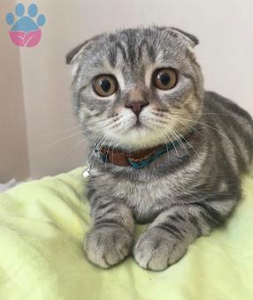 Scottish Fold Cinsi Kedime Uygun Eş Arıyorum