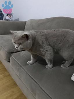 British Shorthair Oğlumuz Rıfkıya Eş Arıyoruz