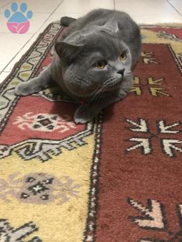 British Shorthair Oğlumuza Eş Arıyoruz