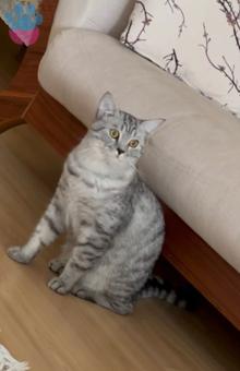 British Shorthair 11 Aylık Kedime Eş Arıyorum