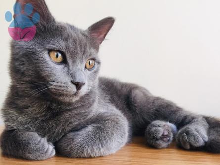 British Shorthair Olan Kedime Eş Arıyorum