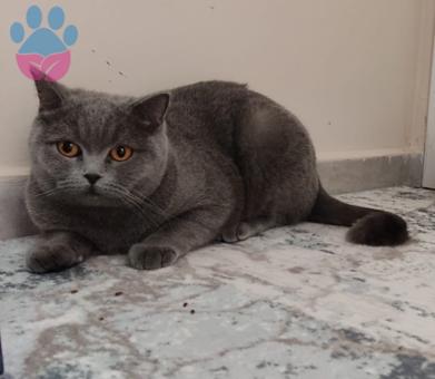 British Shorthair Cinsi Kızım Mocha&#8217;ya Eş Arıyoruz