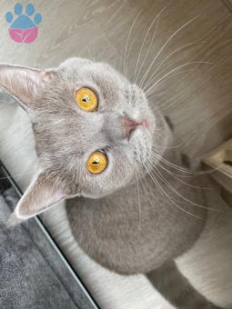 British Shorthair 11 Aylık Oğluma Eş Arıyorum