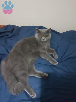 British Shorthair 9 Aylık Erkek Kedimize Eş Arıyoruz