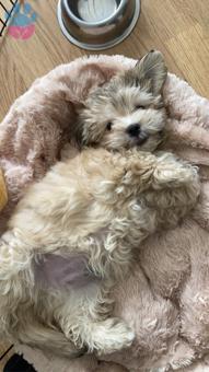 Maltipoo Cinsi Oğluma Eş Arıyorum