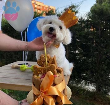 Maltese Terrier 1 Yaşında Oğlumuza Eş Arıyoruz