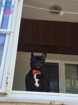 French Bulldog Cinsi Oğlum Haykaz&#8217;a Eş Arıyoruz