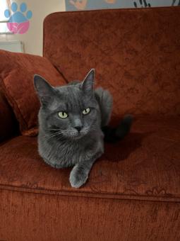 British Shorthair Paşamıza Eş Arıyoruz