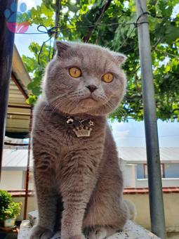 Scottish Fold Gelin Adayları Bekliyoruz