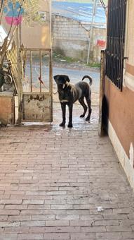 Cane Corso 11 Aylık Oğluma Eş Arıyorum