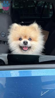 Pomeranian Boo Oğluma Eş Arıyorum