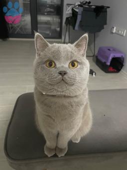 British Shorthair Oğluma Eş Arıyorum 1.5 Yaşında